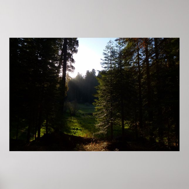 Poster Manhã na Crescent Meadow no Sequoia National Park (Frente)