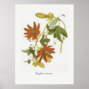 Poster Manicata do Passiflora