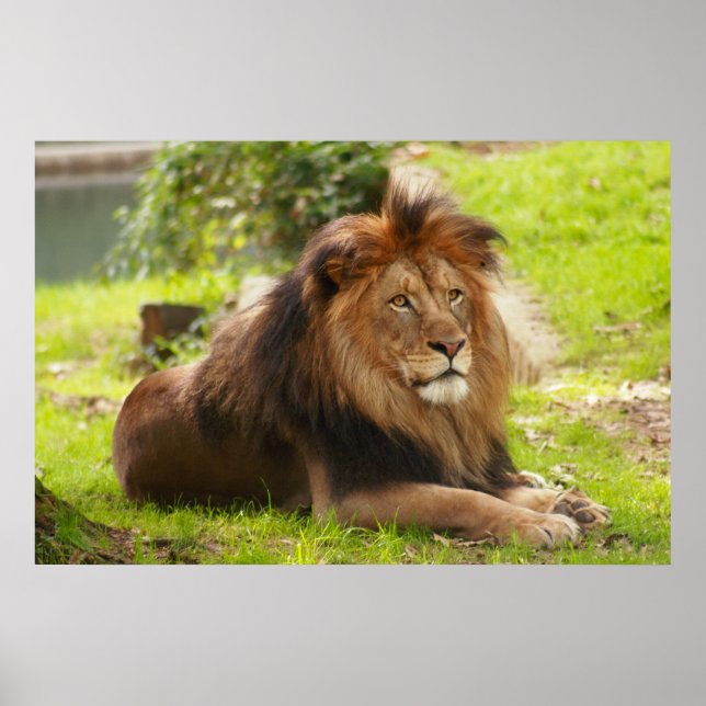 Poster Mano Lion (Frente)