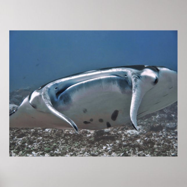 Poster Manta em Cima (Frente)