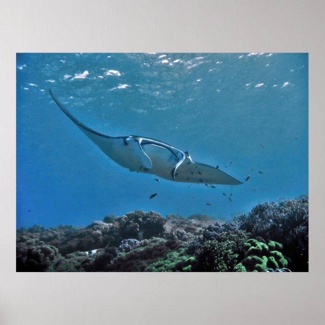 Poster Manta no recife (Frente)