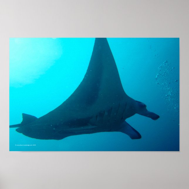 Poster Manta Ray (Frente)
