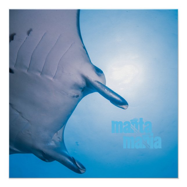 Póster Manta ray (Frente)