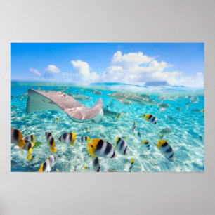 Póster Manta Ray