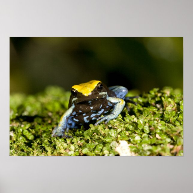 Póster Mantela-de-orelha-preta, Mantella expectata, 2 (Frente)