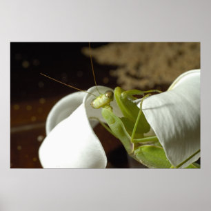 Póster Mantid