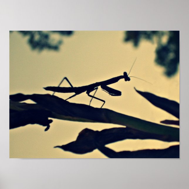 Poster Mantis. (Frente)