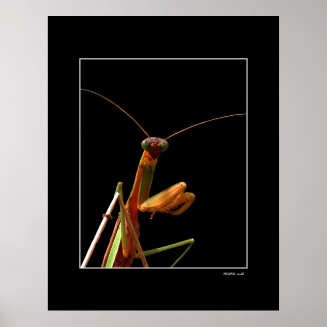 Póster Mantis (Frente)