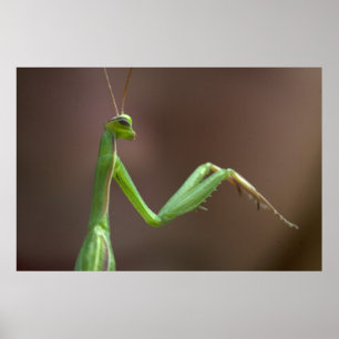 Poster Mantis religiosa