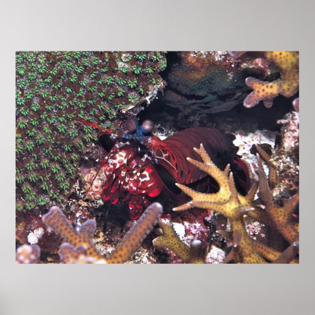 Poster Mantis Shrimp no Coral (Frente)
