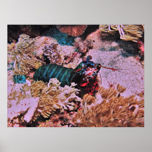 Poster Mantis Shrimp no Coral