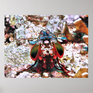 Poster Mantis Shrimp Portrait