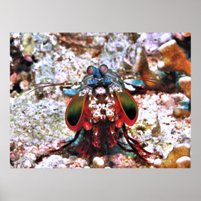 Poster Mantis Shrimp Portrait (Frente)