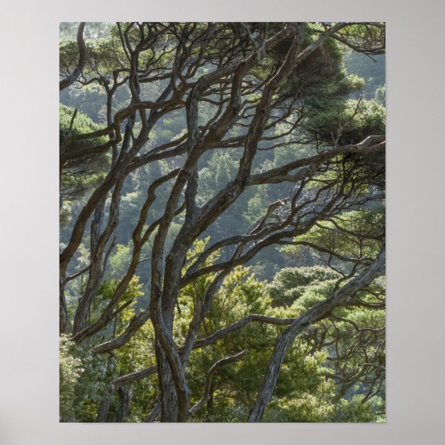 Poster Manuka Tree Forest Nova Zelândia (Frente)