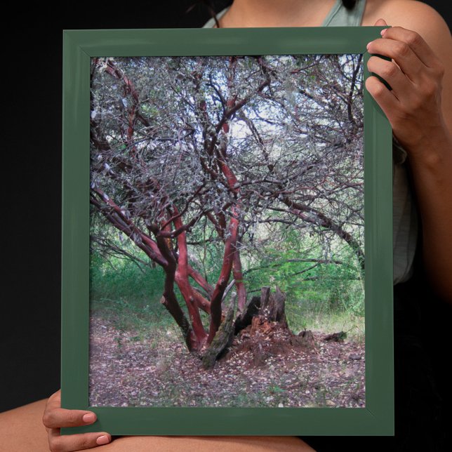 Póster Manzanita Tree (Criador carregado)
