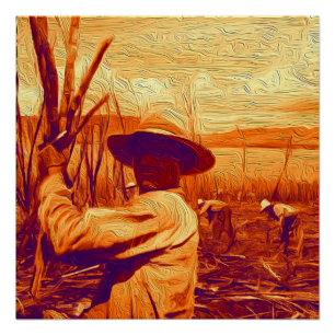 Póster Mãos de campo que colhem o cana-de-açúcar