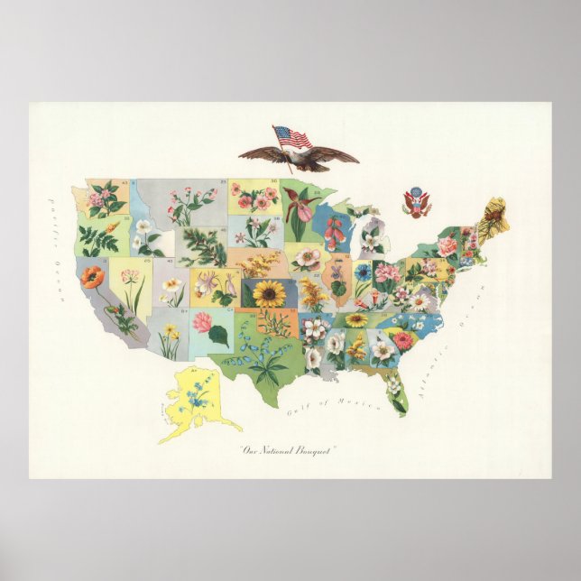 Póster Mapa da Flor Estadual dos EUA (1911) (Frente)