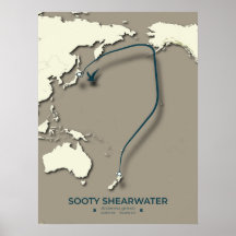 Mapa da Migração Sooty Shearwater - Minimalista
