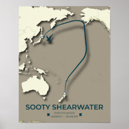 Poster Mapa da Migração Sooty Shearwater - Minimalista