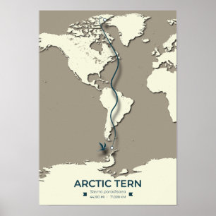 Poster Mapa das Migrações Tern do Árctico - Vintagem Mini