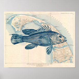 Poster Mapa de Cabo Cod da Vintage com robalo do mar de P