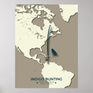 Poster Mapa de Migração de Bunting Indigo - Vintage Minim