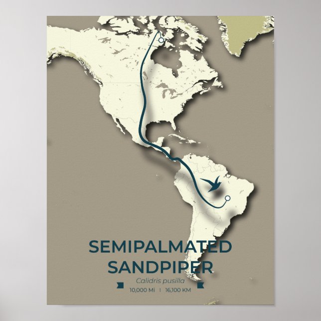 Poster Mapa de migração de Sandpiper semipalmado - Minima (Frente)