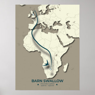 Poster Mapa de Migração do Barn Swallow - Vintage minimal
