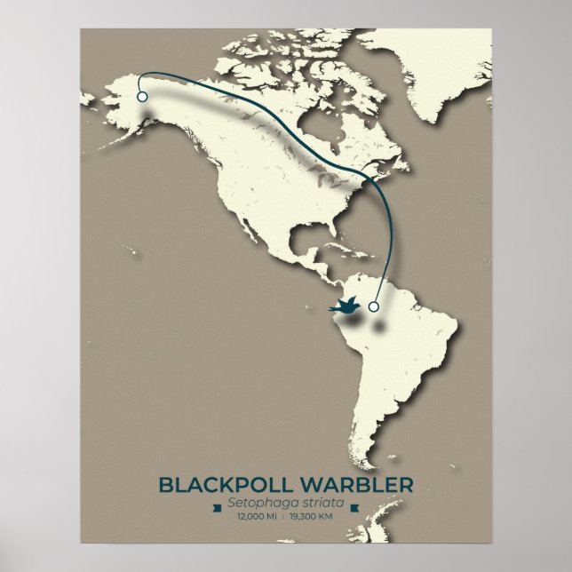 Poster Mapa de Migração do Warbler de Pálpebra Negra - Mi (Frente)