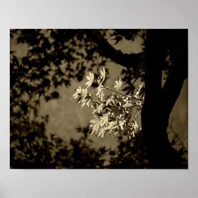 Póster Maple em Sepia (Frente)