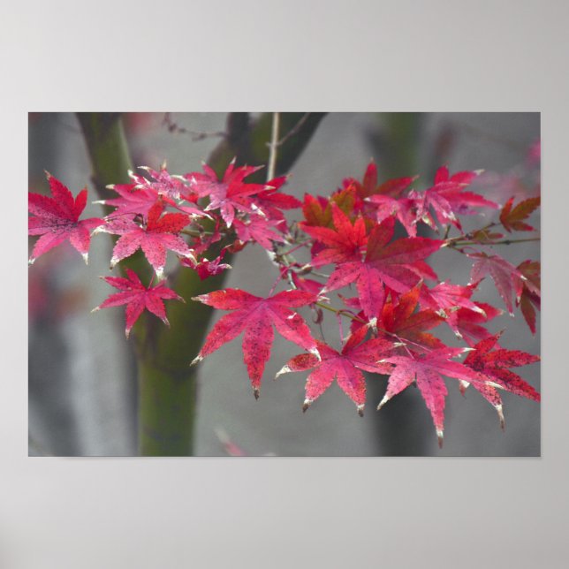 Poster Maple Japonês (Frente)