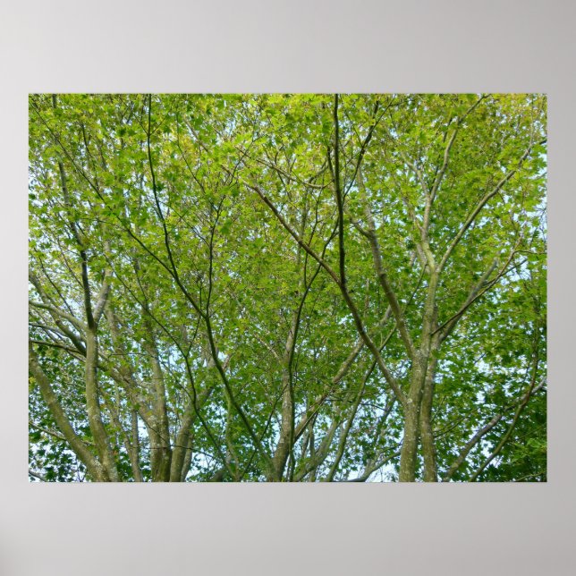 Póster Maple Japonês (Frente)