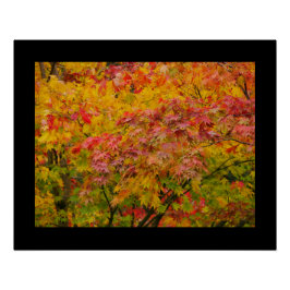 Póster Maple Leaves Poster