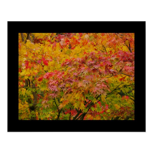 Póster Maple Leaves Poster (Frente)