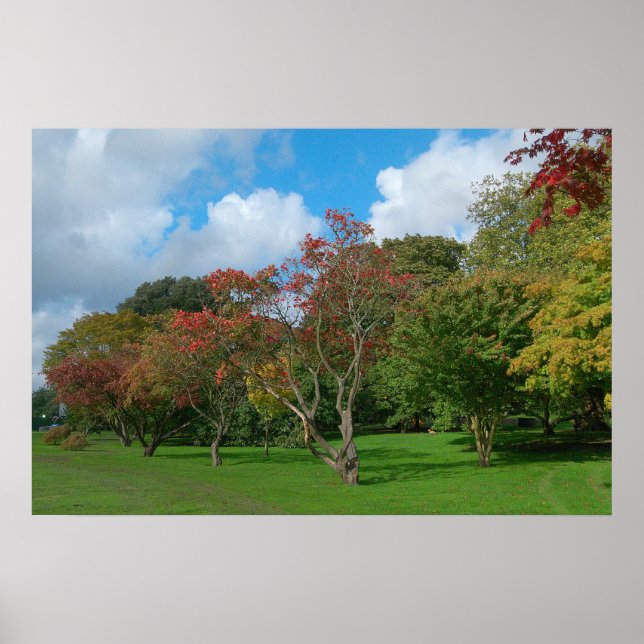 Póster Maples Japoneses, Bute Park, Cardiff. (Frente)