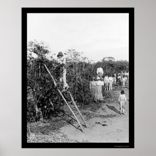 Poster Máquinas desbastadoras da baga de café em Brasil