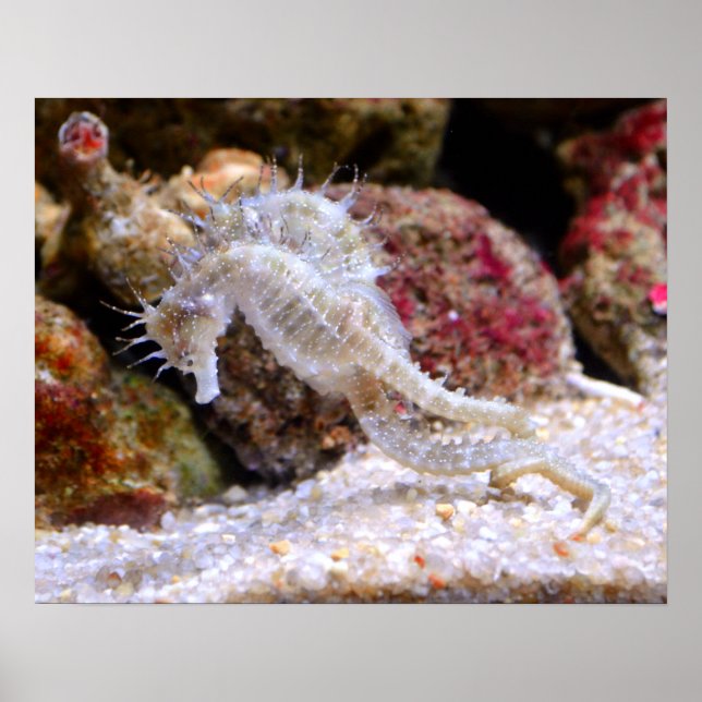 Póster Mar ​ ​ cavalos (Frente)