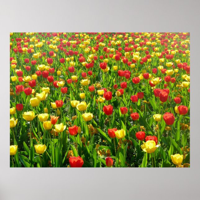 Poster Mar de Tulipas II (Frente)