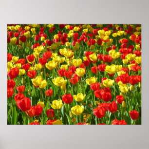 Póster Mar de Tulips III