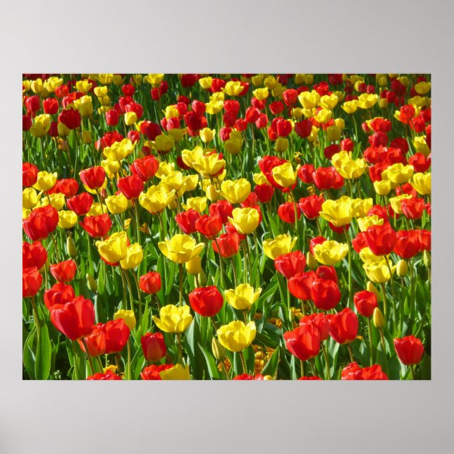 Póster Mar de Tulips III (Frente)