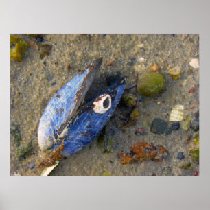 Póster Mar Shell