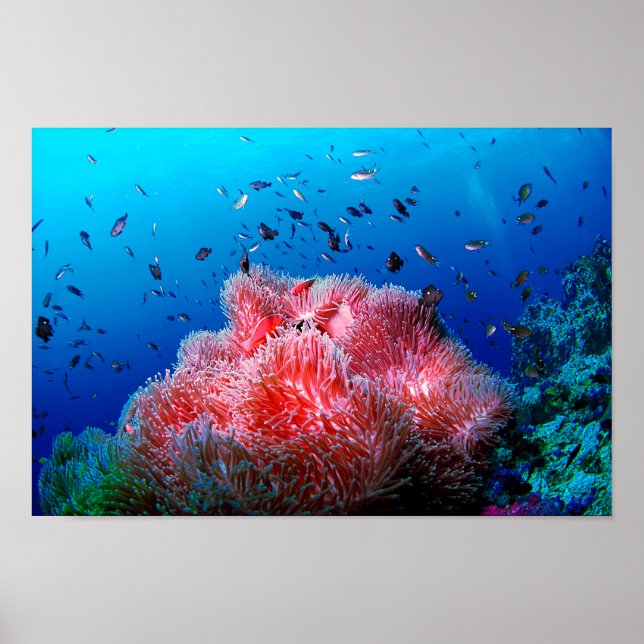 Poster Mar Tropical Vida rosa Anêmona brilhante Coral (Frente)