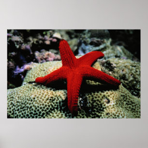 Póster Mar Vermelho dos peixes   da estrela
