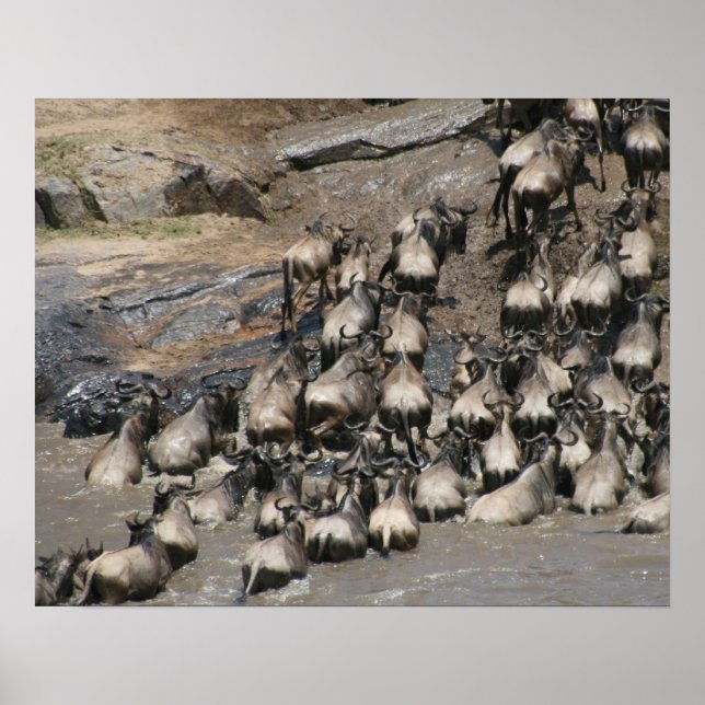 Poster mara wildebeest (Frente)