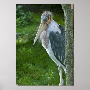 Póster Marabou