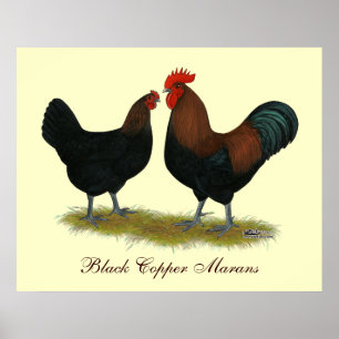 Poster Marans Black Copper