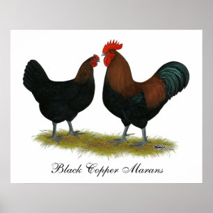 Póster Marans Black Copper