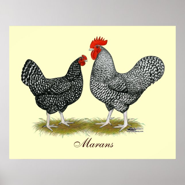 Poster Marans: Cuckoo Pair (Frente)