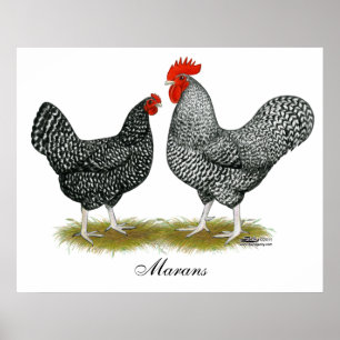 Póster Marans:  Pares do cuco
