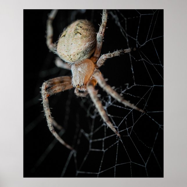 Poster Maravilha do Fechamento: Aranha-do-jardim europeia (Frente)